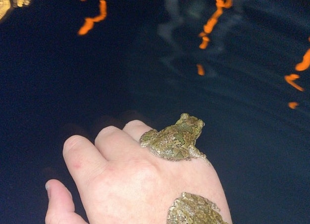 Как и зачем привлекать лягушек и жаб в сад