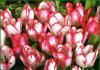 Cómo se reproducen los tulipanes