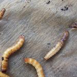 Bağlı çiçəklərdə zərərvericilər - qara böcəklər Çiçək qablarında parazitlər ağ