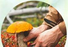 Сонник грибы к чему снится грибы во сне толкование гриб значение