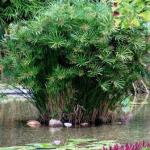 Cuidado, riego, trasplante y propagación de Cyperus en el hogar Hierba de Cyperus de lo contrario 4 letras