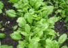 Kedy správne zasadiť špenát: rady od profesionálov Je možné zasadiť špenát koncom júna