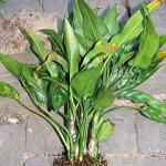 Aglaonema - a glossy guest from the tropics