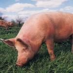 Dream Interpretation: pig, dreaming of a pig - complete interpretation of dreams