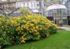Rhododendron: njega i sadnja na otvorenom terenu
