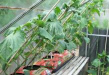 Technology for growing cucumbers Growing cucumbers in winter in a greenhouse