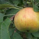 All varieties of apple trees with descriptions