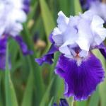 Iris flowers - cultivation and care