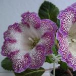Lullaby for gloxinia: what to do with the plant after flowering
