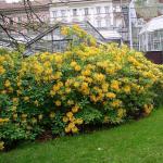 Rhododendron: care and planting in the open field