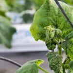 How to get rid of aphids on cucumbers during fruiting: the most effective and safest methods!