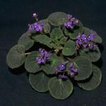 Violet is pleasant 2. Violet is pleasant.  Landing: the choice of pot and soil