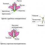 Jednodomne i dvodomne biljke Jednodomne i dvodomne biljke