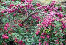 Mermelada de ciruela cereza con y sin semillas Cómo quitar las semillas de ciruela cereza