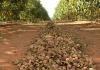 Cultivo de nueces como negocio: etapas para organizar su propia plantación de nueces