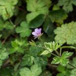 Даруухан, тэсвэртэй цэцэрлэгийн geranium: төрөл зүйл, тариалалт, арчилгаа, нөхөн үржихүй