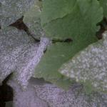 Bolesti biljaka: pepelnica i peronospora Metode suzbijanja peronospore