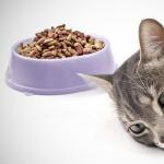 Secreción purulenta en un gato: causas y tratamiento.