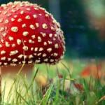 Why mushrooms in a dream?  Why do you dream about a mushroom?  Interpretation of dreams from the Ukrainian dream book