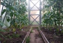 When to pick leaves from tomatoes in a greenhouse