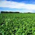 Negocio agrícola: cultivo de soja