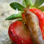 How to get rid of snails and slugs - ways to fight Folk remedies for dealing with slugs on strawberries