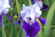 Iris flowers - cultivation and care