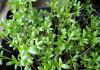 Lakërishtë: rritja e farave në tokë të hapur dhe në një dritare, varietetet më të mira për mbjelljen e sallatës kryq që rritet në një dritare