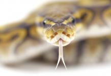 Očakávaná dĺžka života hadov v prírode a doma, môžu hady žiť bez hlavy Čo znamená had bez hlavy pre ženu podľa rímskej knihy snov?