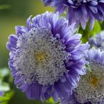 Perennial asters - all about planting, care and outdoor cultivation