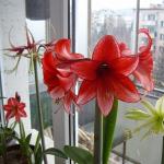 Blooming beautiful indoor flowers (with photo)