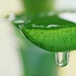 How to use aloe for a cold in children