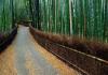 Bamboo room care at home pruning reproduction Features of the structure of the root system of bamboo