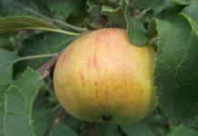 All varieties of apple trees with descriptions