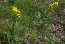 Goldenrod - garden decoration and healer for the whole family