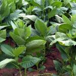 How to grow tobacco - what do you need to get a rich flavor?