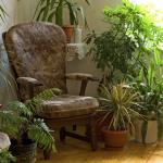 Names and photos of indoor shade-loving plants