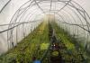 Nuevos elementos en la tecnología de propagación de plantas de jardín por esquejes verdes Esquejes verdes de plantas leñosas