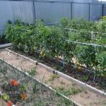 How to tie tomatoes in a greenhouse: the best ways