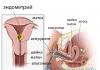 Pipel endometrial biopsiyası: bu nədir, necə aparılır