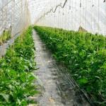 Dutch varieties of tomatoes for greenhouses