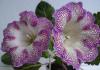 Lullaby for gloxinia: what to do with the plant after flowering