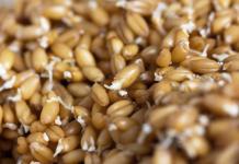 Come usare correttamente semi e germogli germogliati?