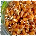 How to germinate soybeans at home and how it is useful