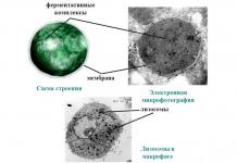 Lysosome structure, enzymes and functions Lysosome enzymes first accumulate in