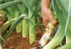 Our friend, handsome leek Wheatgrass onion and its cultivation
