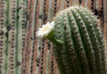 Why do you dream about cacti? Interpretation of dreams: cactus in water