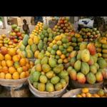 Význam Aki Poisonous Fruit na Jamajke