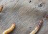 Bağlı çiçəklərdə zərərvericilər - qara böcəklər Çiçək qablarında parazitlər ağ