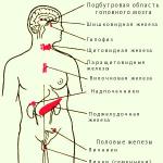 Gjëndrat endokrine përfshijnë gjëndrat mbiveshkore